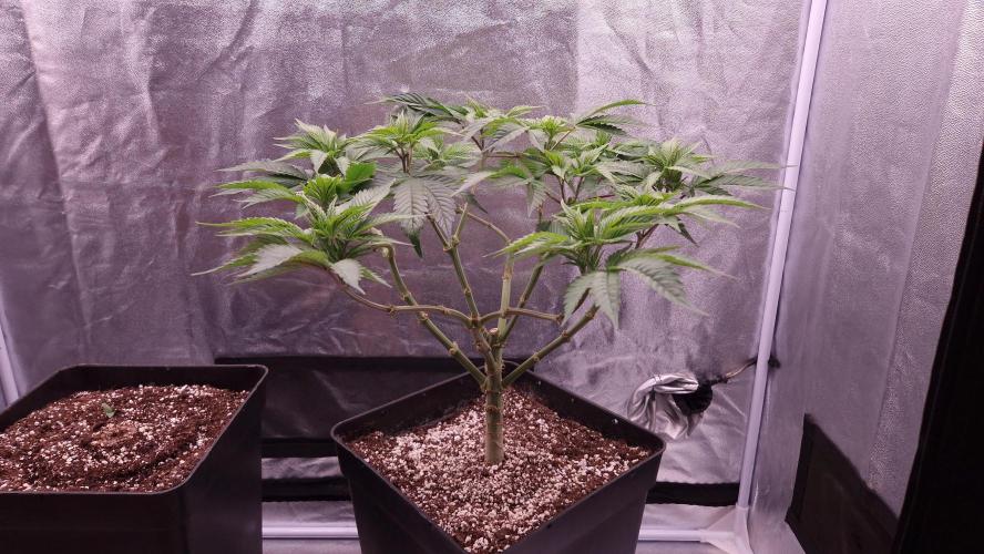 Bon Boni ( Bonpari 99 x BaC ). Week 11