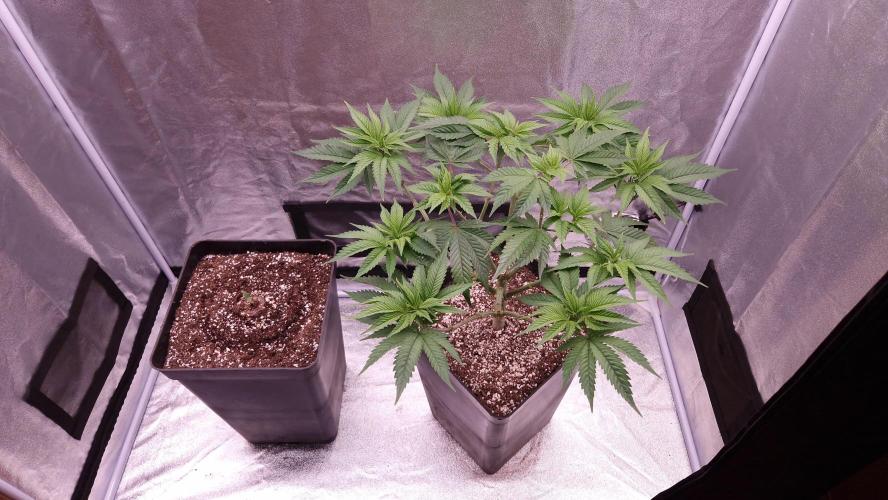 Bon Boni ( Bonpari 99 x BaC ). Week 11