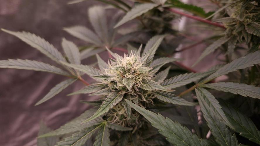 Fast Cakes ( Powder Cakes x Auto Dyck ). Week 7