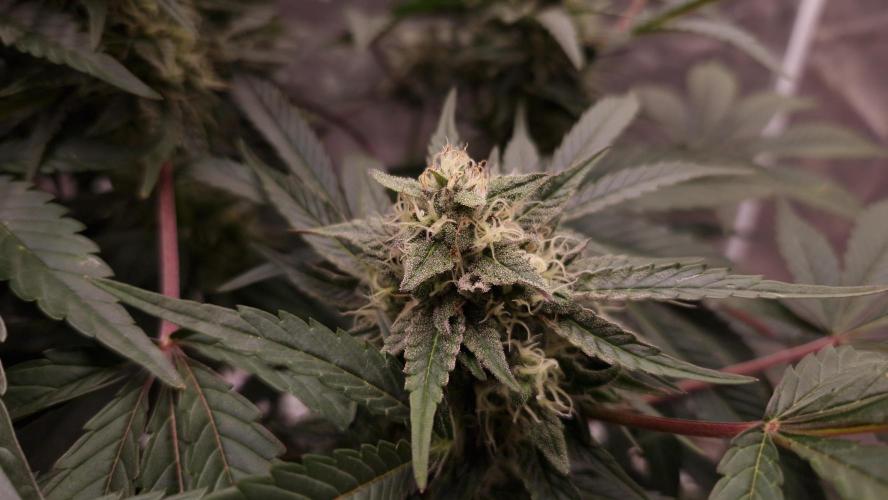 Fast Cakes ( Powder Cakes x Auto Dyck ). Week 7
