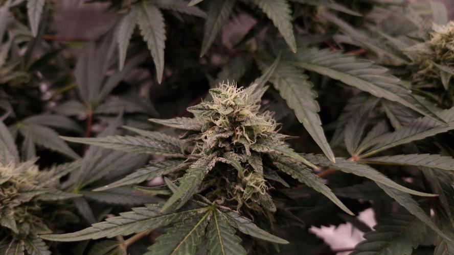 Fast Cakes ( Powder Cakes x Auto Dyck ). Week 7