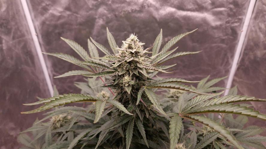 Fast Cakes ( Powder Cakes x Auto Dyck ). Week 7