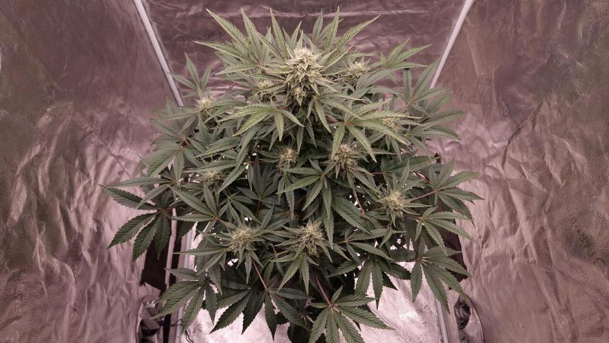 Fast Cakes ( Powder Cakes x Auto Dyck ). Week 7