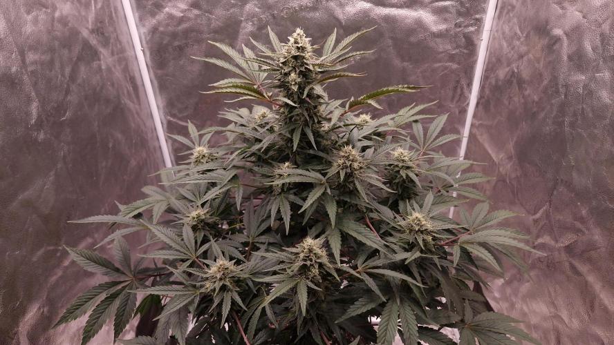 Fast Cakes ( Powder Cakes x Auto Dyck ). Week 7