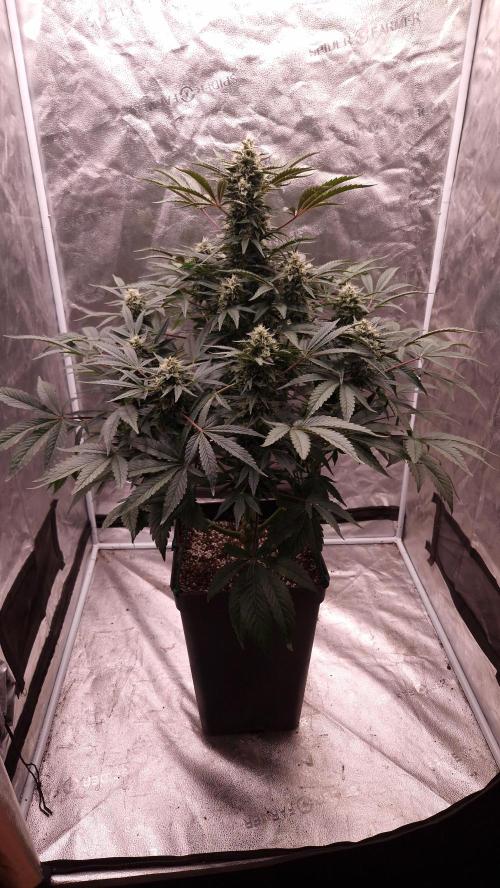 Fast Cakes ( Powder Cakes x Auto Dyck ). Week 7