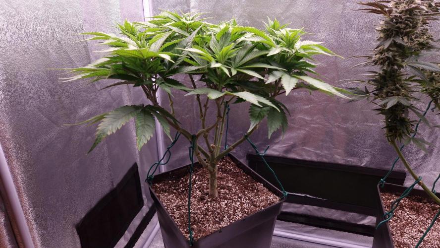 Bon Boni ( Bonpari 99 x BaC ). Week 12
