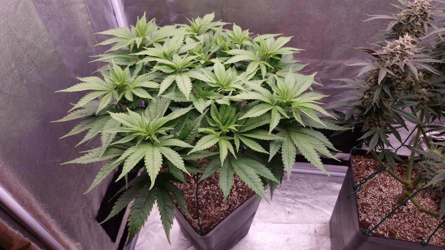 Bon Boni ( Bonpari 99 x BaC ). Week 12