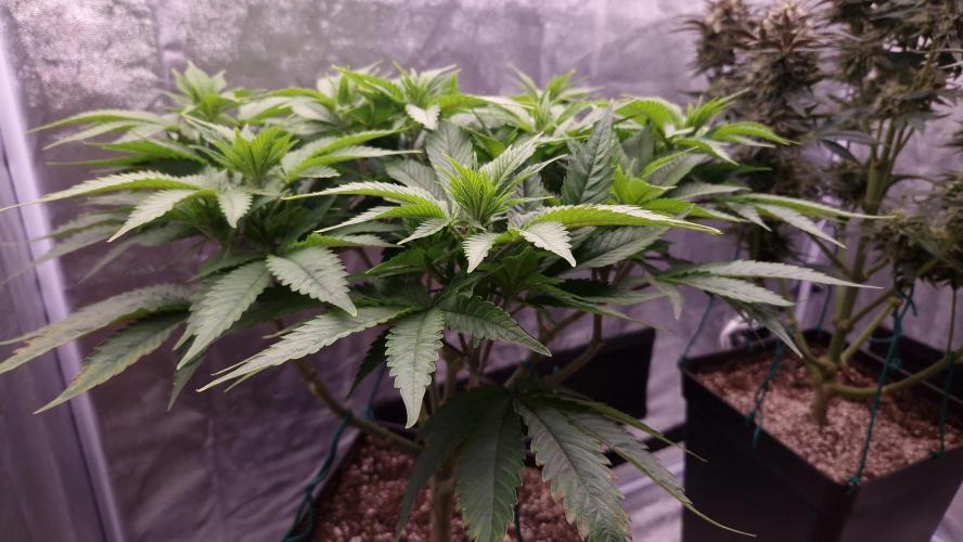 Bon Boni ( Bonpari 99 x BaC ). Week 12