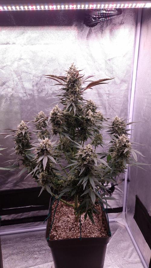 Fast Cakes ( Powder Cakes x Auto Dyck ). Week 8