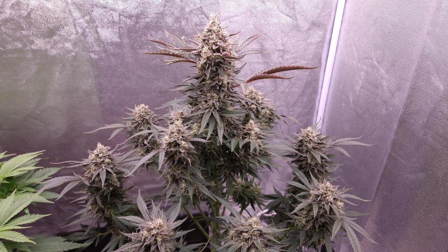 Fast Cakes ( Powder Cakes x Auto Dyck ). Week 8