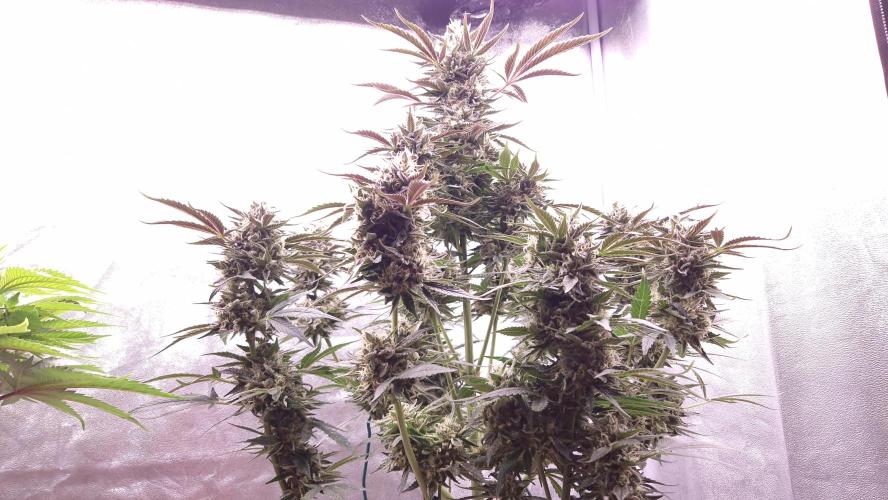 Fast Cakes ( Powder Cakes x Auto Dyck ). Week 8