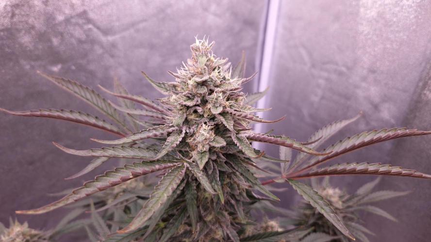 Fast Cakes ( Powder Cakes x Auto Dyck ). Week 8