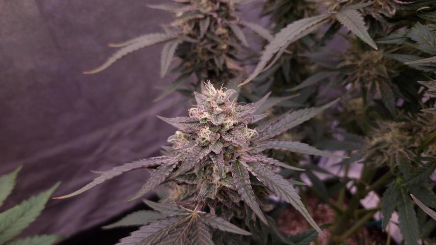 Fast Cakes ( Powder Cakes x Auto Dyck ). Week 8