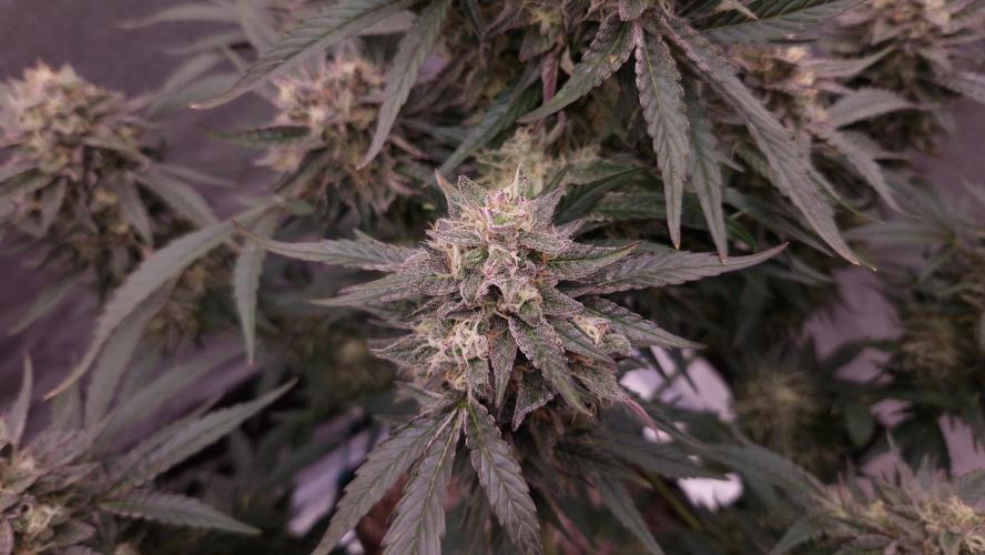 Fast Cakes ( Powder Cakes x Auto Dyck ). Week 8