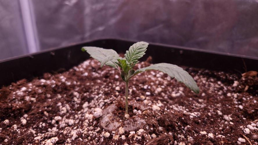 Mephisto Wedding Auto. Week 2