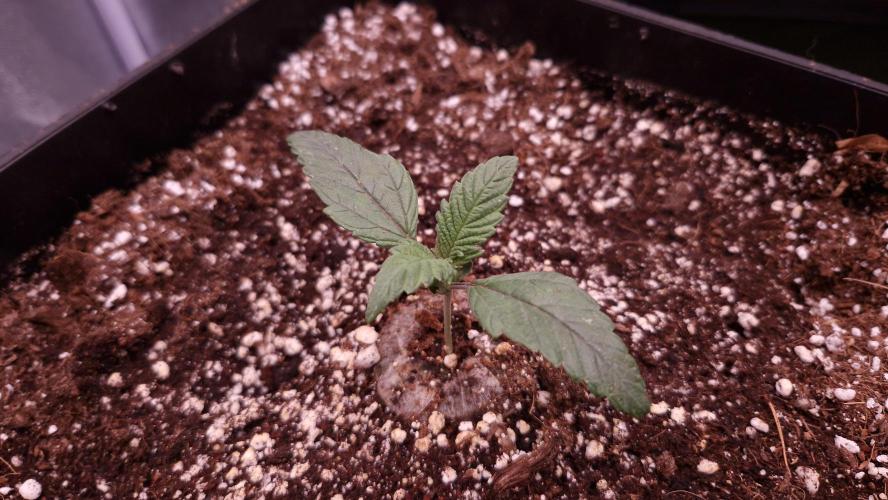 Mephisto Wedding Auto. Week 2