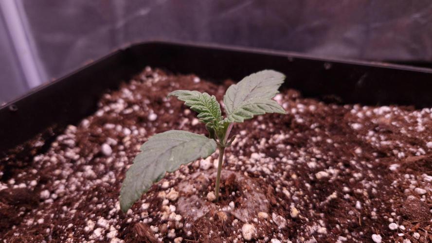 Mephisto Wedding Auto. Week 2