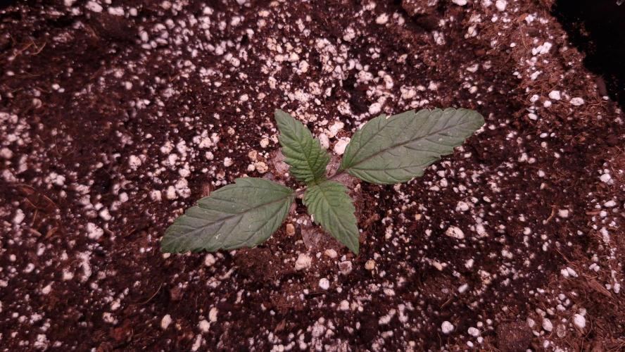 Mephisto Wedding Auto. Week 2