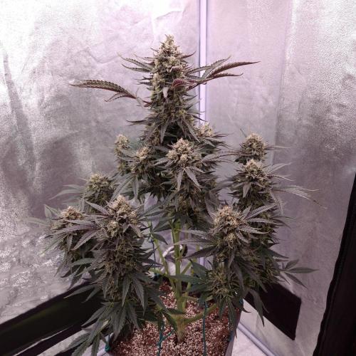 Fast Cakes ( Powder Cakes x Auto Dyck ). Week 9