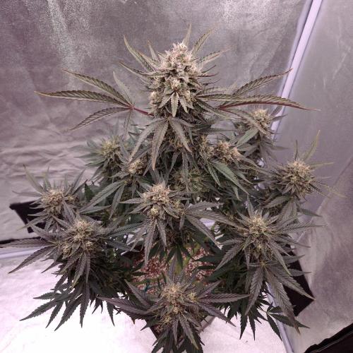 Fast Cakes ( Powder Cakes x Auto Dyck ). Week 9