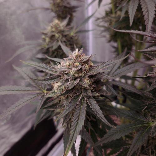 Fast Cakes ( Powder Cakes x Auto Dyck ). Week 9