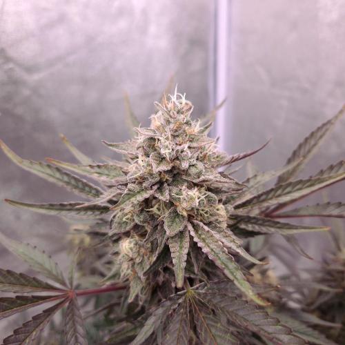 Fast Cakes ( Powder Cakes x Auto Dyck ). Week 9