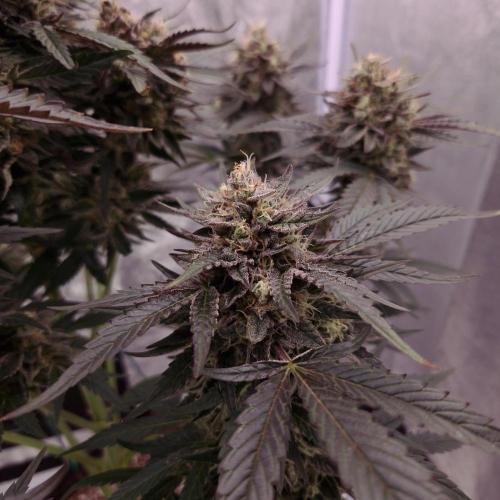 Fast Cakes ( Powder Cakes x Auto Dyck ). Week 9