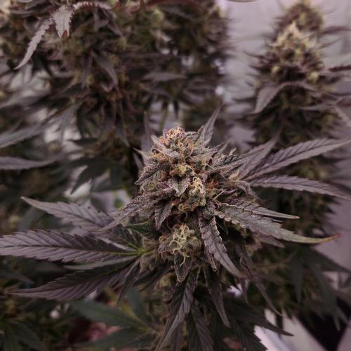 Fast Cakes ( Powder Cakes x Auto Dyck ). Week 9