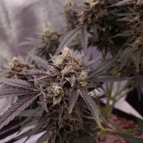 Fast Cakes ( Powder Cakes x Auto Dyck ). Week 9
