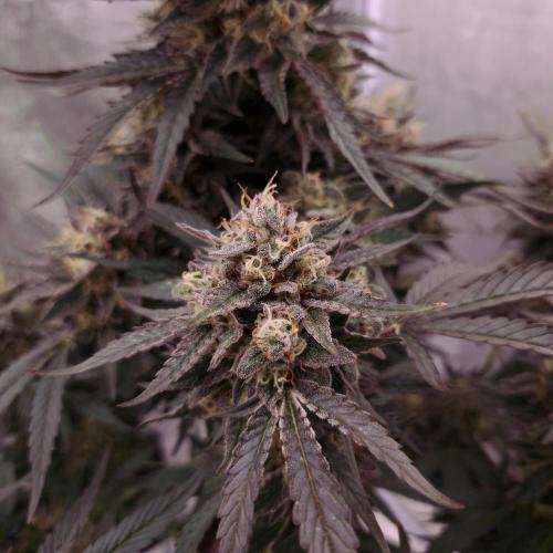Fast Cakes ( Powder Cakes x Auto Dyck ). Week 9