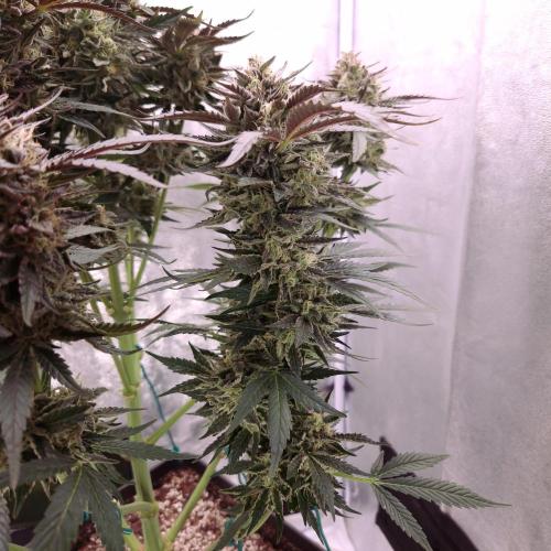 Fast Cakes ( Powder Cakes x Auto Dyck ). Week 9