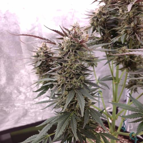 Fast Cakes ( Powder Cakes x Auto Dyck ). Week 9