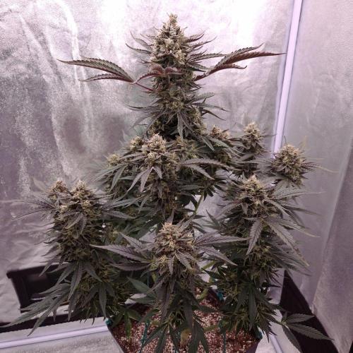 Fast Cakes ( Powder Cakes x Auto Dyck ). Week 9