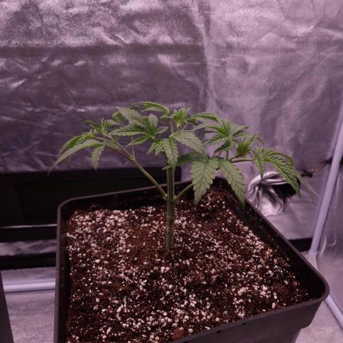 C.I.P. Kush. Week 4
