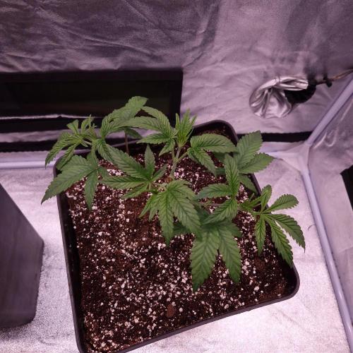 C.I.P. Kush. Week 4