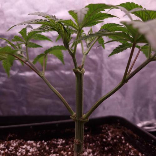 C.I.P. Kush. Week 4