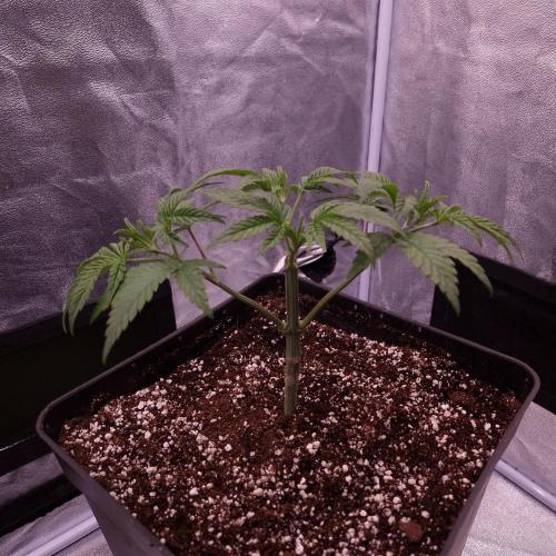 C.I.P. Kush. Week 4