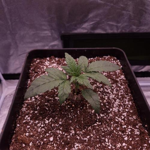 Mephisto Wedding Auto. Week 3