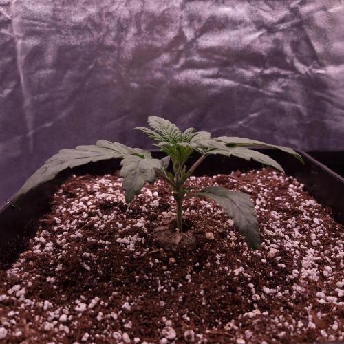 Mephisto Wedding Auto. Week 3