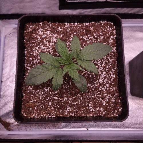 Mephisto Wedding Auto. Week 3