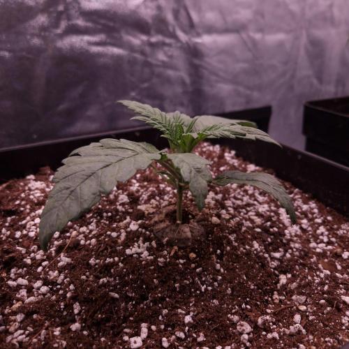Mephisto Wedding Auto. Week 3
