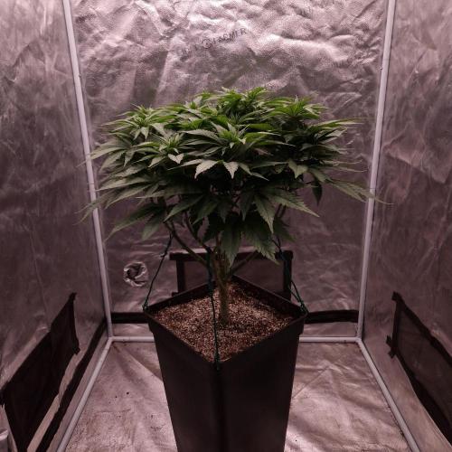 Bon Boni ( Bonpari 99 x BaC ). Week 13