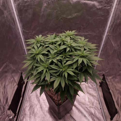 Bon Boni ( Bonpari 99 x BaC ). Week 13