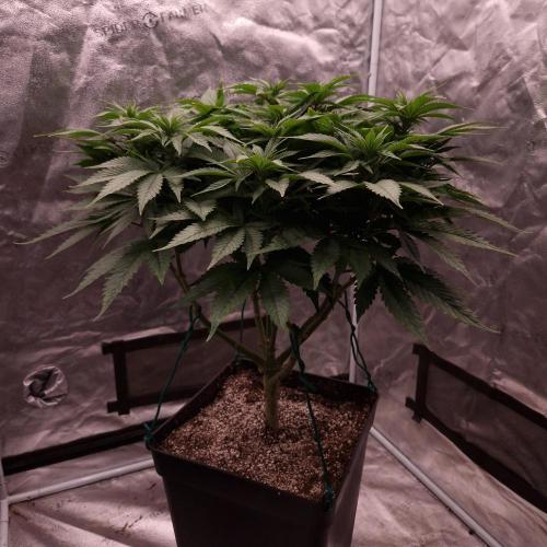 Bon Boni ( Bonpari 99 x BaC ). Week 13