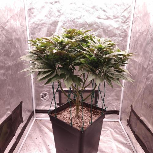 Bon Boni ( Bonpari 99 x BaC ). Week 14