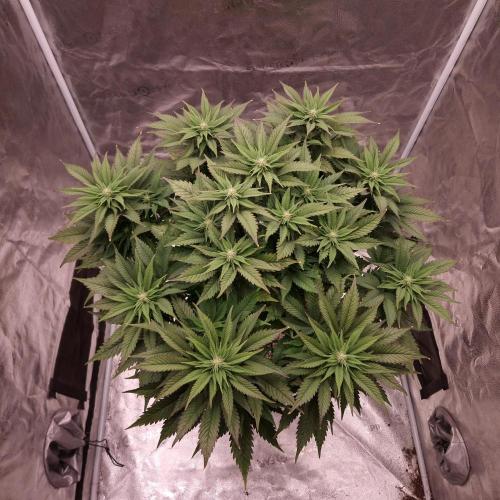 Bon Boni ( Bonpari 99 x BaC ). Week 14