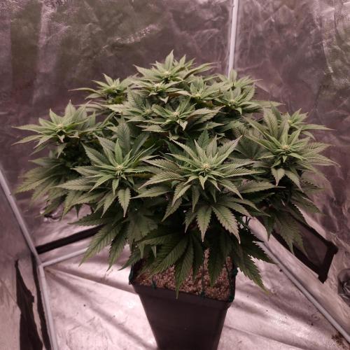 Bon Boni ( Bonpari 99 x BaC ). Week 14