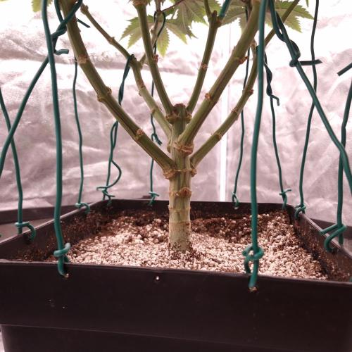 Bon Boni ( Bonpari 99 x BaC ). Week 14