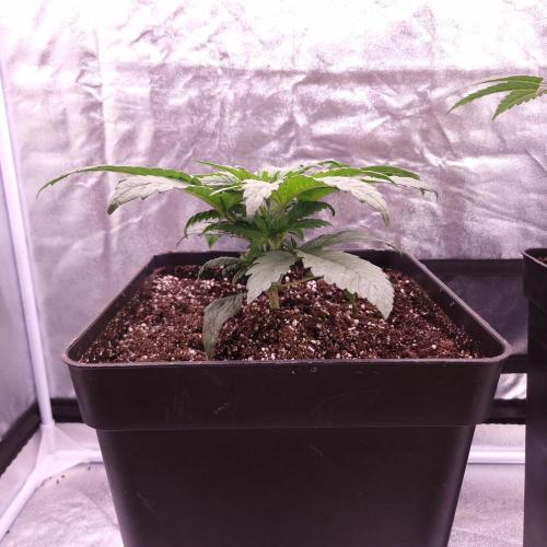 Mephisto Wedding Auto. Week 4