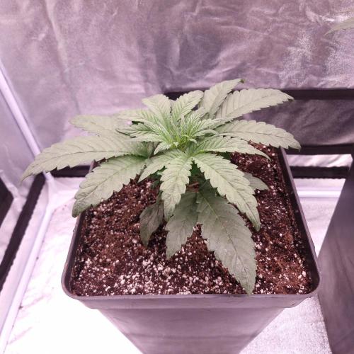 Mephisto Wedding Auto. Week 4